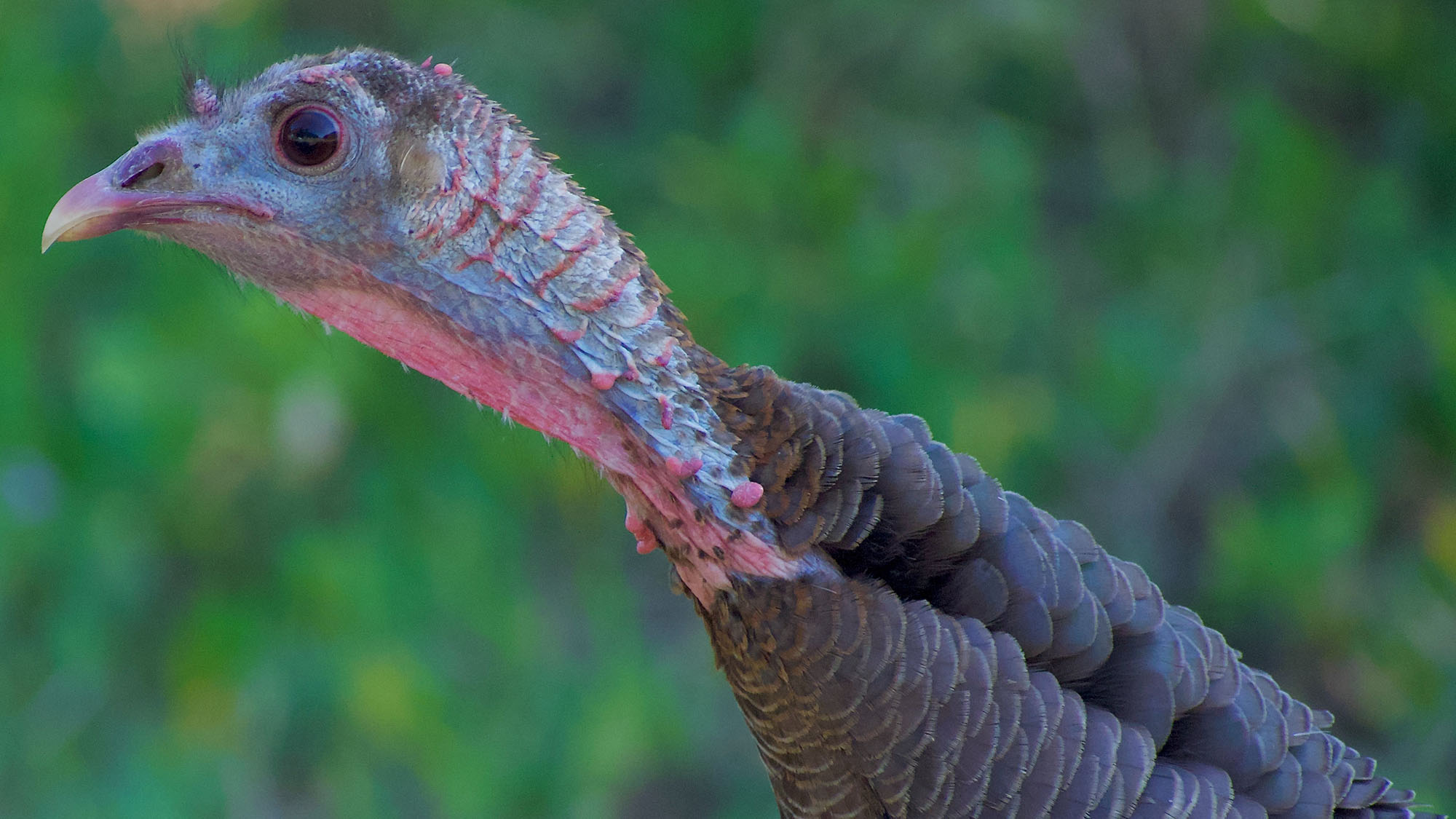 How to Keep Turkeys Off Deck: The Complete Guide - Bird Watching Pro