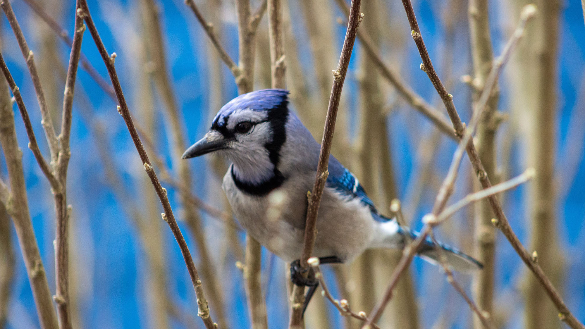 What Do Blue Jays Eat Know The Facts Bird Watching Pro