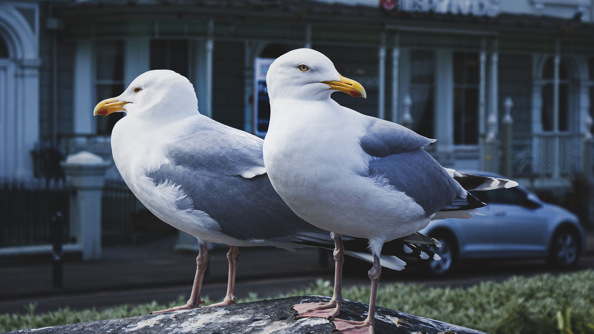 do seagulls travel alone