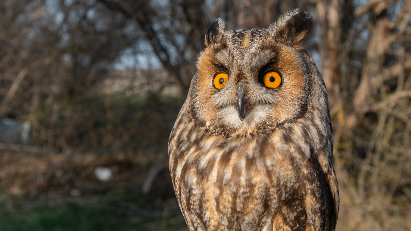 Owls in Michigan: Top 11 That Live in The Great Lakes State
