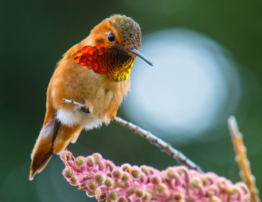 Hummingbirds in Illinois 7 Species to Spot in The Prairie State