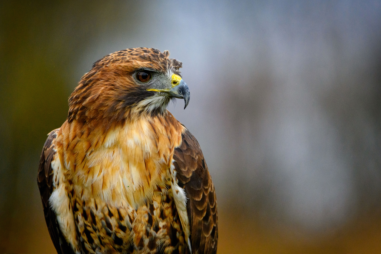 featherless hawk