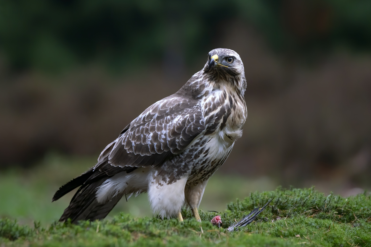 Michigan Birds of Prey: 18 Awesome Species with Pictures